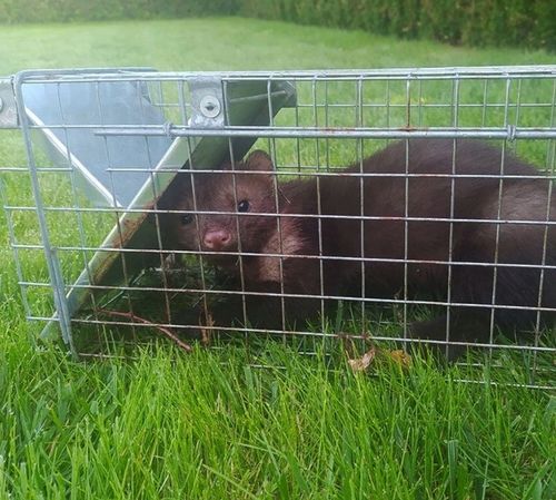 DUŻA PUŁAPKA NA KUNY SZCZURY LISY WYDRY ŁASICE ŻYWOŁAPKA ŁAPKA na Arena.pl