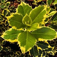 Ostrokrzew kolczasty 'Rubricaulis Aurea' (Ilex aquifolium) Doniczka 2.0L