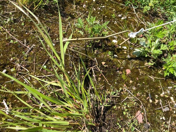 MEGA NAMIOT PLAŻOWY JUMBO POP UP PARAWAN 340cm zdjęcie 6