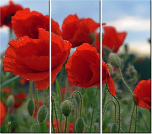 90CM 80 OBRAZ 3 ELEM MAKI DUNCAN ŚCIENNY na Arena.pl