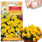 AKSAMITKA ROZPIERZCHŁA GYPSY SUNSHINE NISKA NASIONA AKSAMITKI ŻÓŁTA 1G