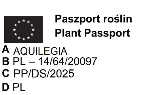 ORLIK RUBY PORT - sadzonki 10 / 20 cm na Arena.pl