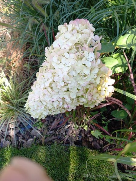 Hortensja bukietowa Polar Bear-Hydrangea paniculata zdjęcie 4