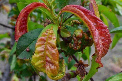 Score 250 EC 50ml Agropak na Arena.pl