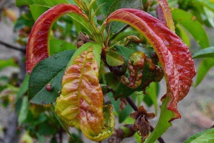 Score 250 EC 50ml Agropak zdjęcie 2