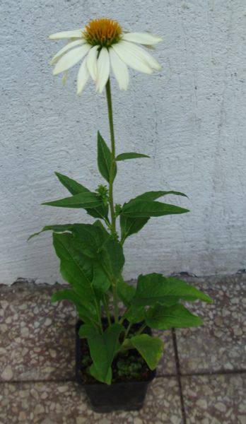 JEŻÓWKA Pow Wow White Echinacea - sadzonki w don. zdjęcie 3