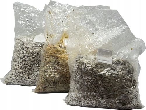 Cordyceps militaris - grzybnia w płynie 10ml na Arena.pl