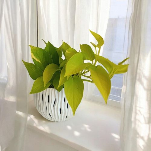 Epipremnum Golden Pothos Neon Żółty Gold Złocisty Scindaptus Epiprenium na Arena.pl