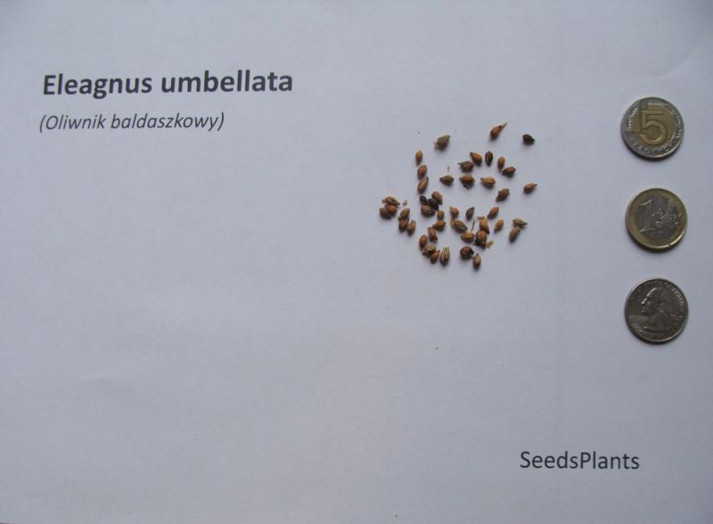 OLIWNIK BALDASZKOWY Eleagnus umbellata - NASIONA 5000 sztuk - 100g. zdjęcie 5