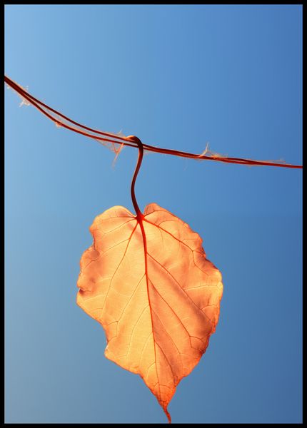 Plakat 67,5x95cm Ostatni Liść zdjęcie 2