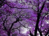 FOTOTAPETA 3d widoki wodospad most las drzewa