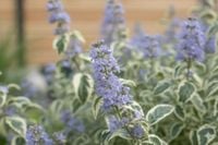 product-compare-61884634