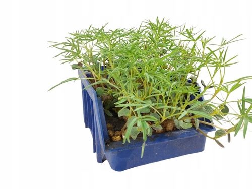 Łubin wąskolistny 25kg GORZKI na Arena.pl