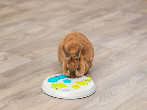 TRIXIE Flip Board interaktywna gra zabawka królika kawii świnki przysmaki na Arena.pl