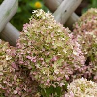 product-compare-57851173