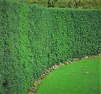 DEREŃ biały o czerwonych pędach żywopłot - sadzonki 80 / 120 cm