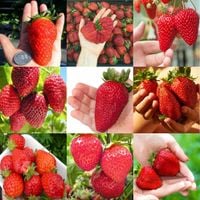 TRUSKAWKA duże owoce Pakiet 9 szt olbrzymich owoców - sadzonki 5 / 10 cm