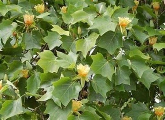 Tulipanowiec amerykański P9 zdjęcie 4