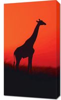 Obraz 40x70cm Żyrafa w Czerni