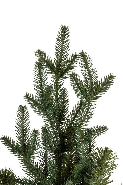 Choinka Świerk Leśny 180cm zdjęcie 9