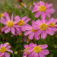 product-compare-59110496