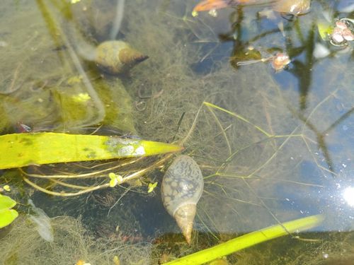 5 x Ślimak Błotniarka Stawowa Filtruje i oczyszcza Na Glony na Arena.pl