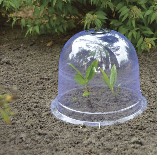 Duży klosz mini szklarnia na Arena.pl
