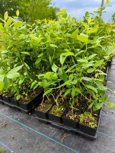 Borówka Amerykańska x6 Najlepiej owocujący zestaw na Arena.pl