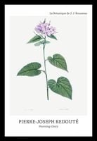 Plakat 20x30cm Design morning-Glory, Redoute Vintage do Salonu