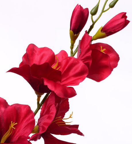 Mieczyk gałązka czerwony na Arena.pl