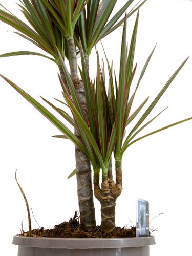 DRACENA BICOLOR 75 cm na Arena.pl