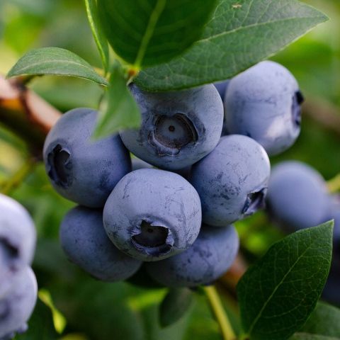 Zestaw Borówka amerykańska na Arena.pl