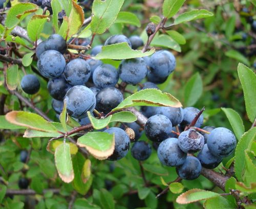ŚLIWA TARNINA Prunus spinosa- NASIONA 50 sztuk - 10g. na Arena.pl