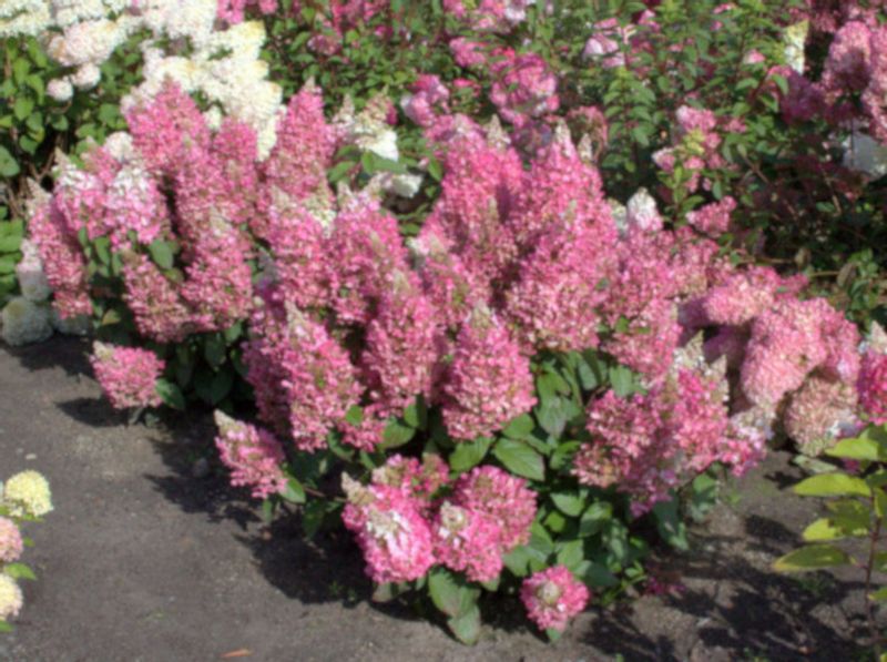 HORTENSJA CANDLELIGHT - sadzonki w doniczkach zdjęcie 2