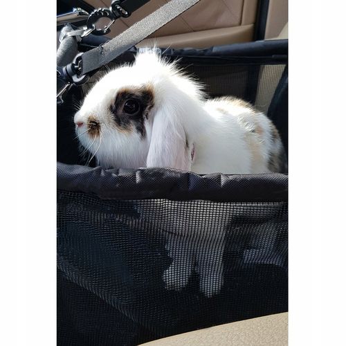 Transporter dla Psa Torba na Siedzenie Samochodu na Arena.pl