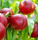 Nektarynka HARCO odporna pyszne owoce