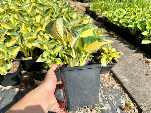 Funkia Hosta 'Great Expectations' W DONICZCE, Żółta Dekoracyjna Duże liście na Arena.pl