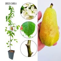 Grusza Carola Karola jesienna odmiana 100-150 cm