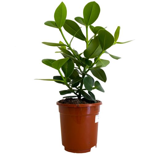 KLUZJA (CLUSIA)  50 cm na Arena.pl