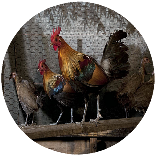 Podkładka pod myszkę Kury na Arena.pl