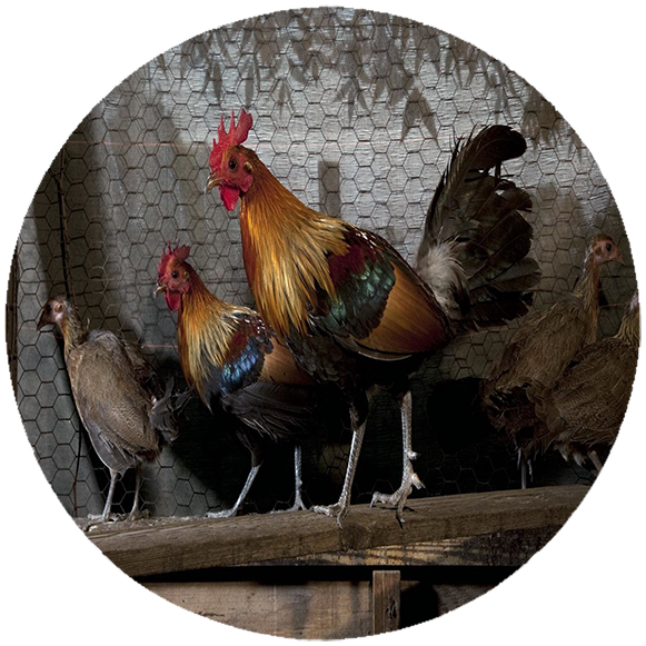 Podkładka pod myszkę Kury zdjęcie 2