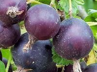 PORZECZKO-AGREST szczepiony na pniu W DONICY  - sadzonki 90 / 110 cm