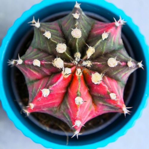 KOLOROWY KAKTUS Gymnocalycium mihanovichii Variegata NA KAŻDĄ OKAZJĘ na Arena.pl