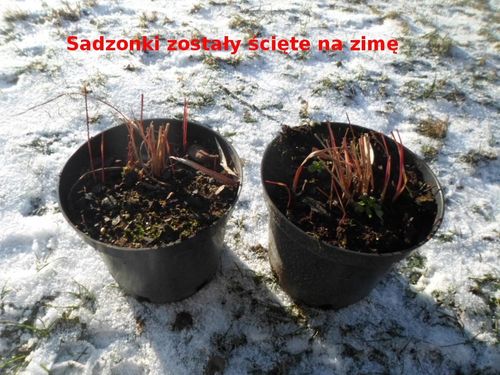 Czerwona TRAWA do ogrodu RED BARON C2 na Arena.pl