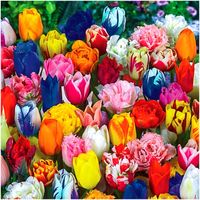 TULIPAN MIX MIESZANKA KOLORÓW cebulki 50 szt. + PREZENT