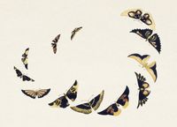 Plakat 18x13cm Butterfly 6, Sekka Japoński Vintage do Salonu