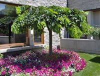 WIĄZ CAMPERDOWNII szczepiony - sadzonki 140 / 170 cm