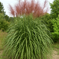 Miskant chiński 'Goliath' Wysoka Trawa Duża Sadzonka (Miscanthus sinnesis)