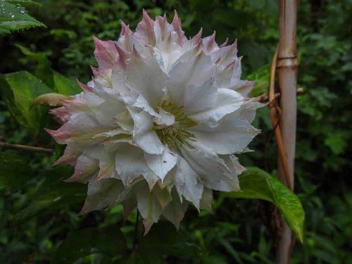 Powojnik Clematis Midori C2 E na Arena.pl