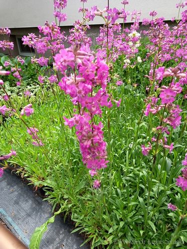 Firletka smółka sadzonka bylina skalniak na Arena.pl